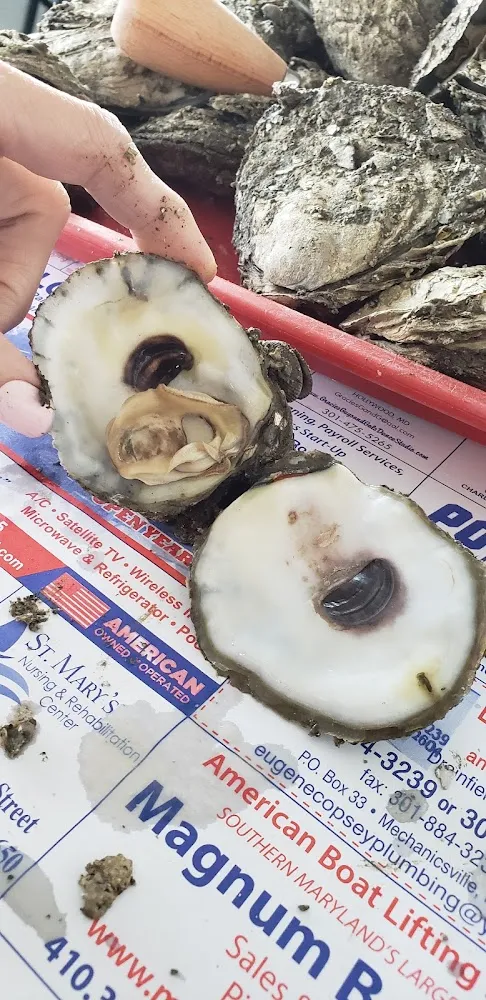 Oysters-6